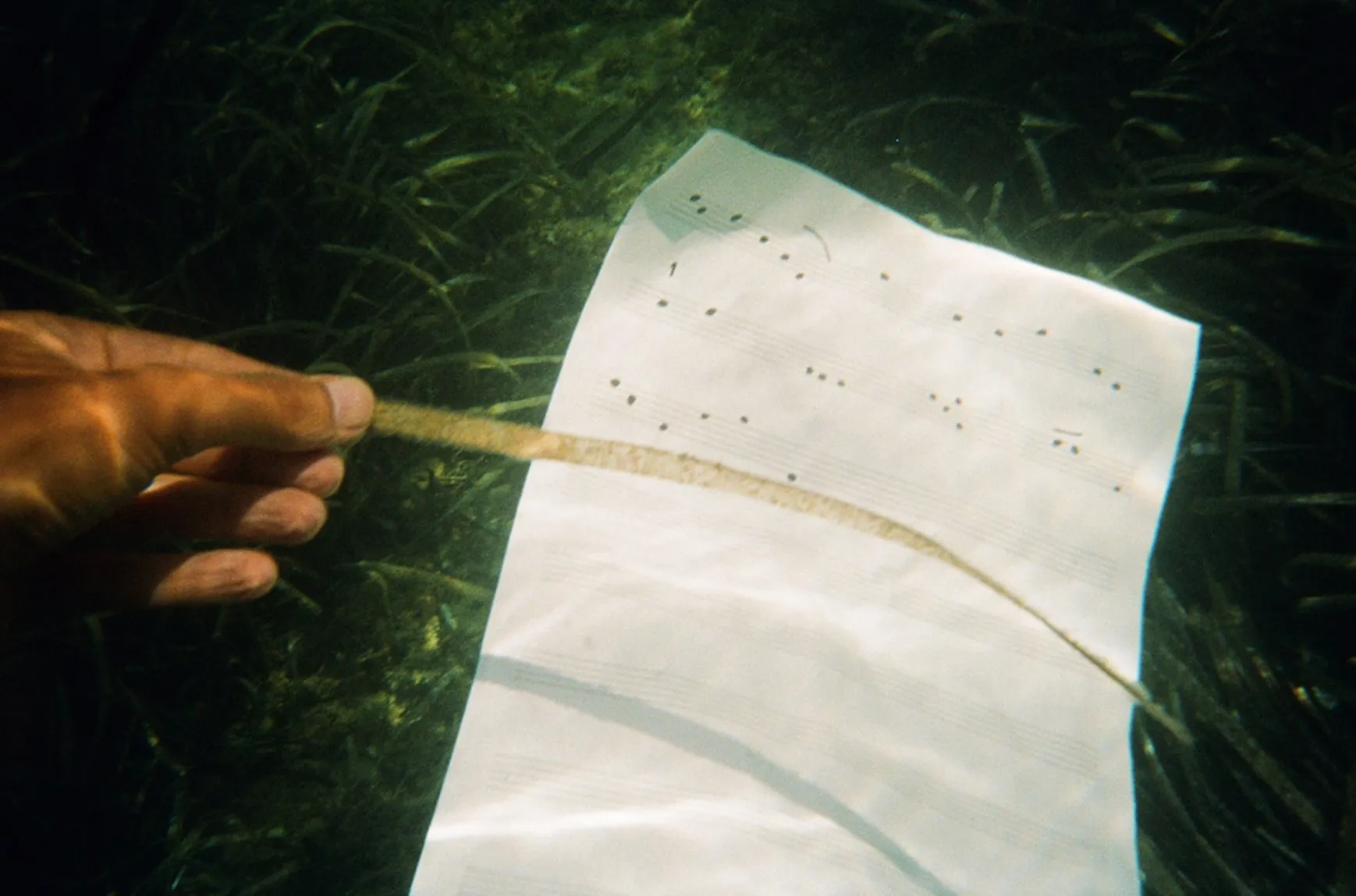 Underwater picture of a paper with musical score, a hand holding a piece of algae, surrounded by green seaweed