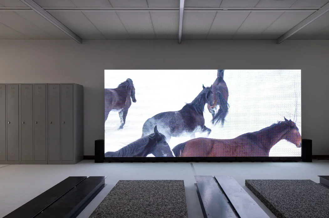A large screen with a video of horses in the snow, placed next to school lockers