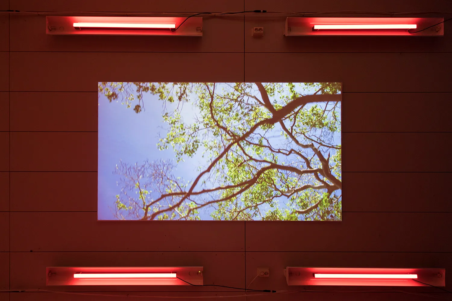 De projectie van een beeld van een bladerdak op een plafond, met 4 rode neonlichtbuizen rondom