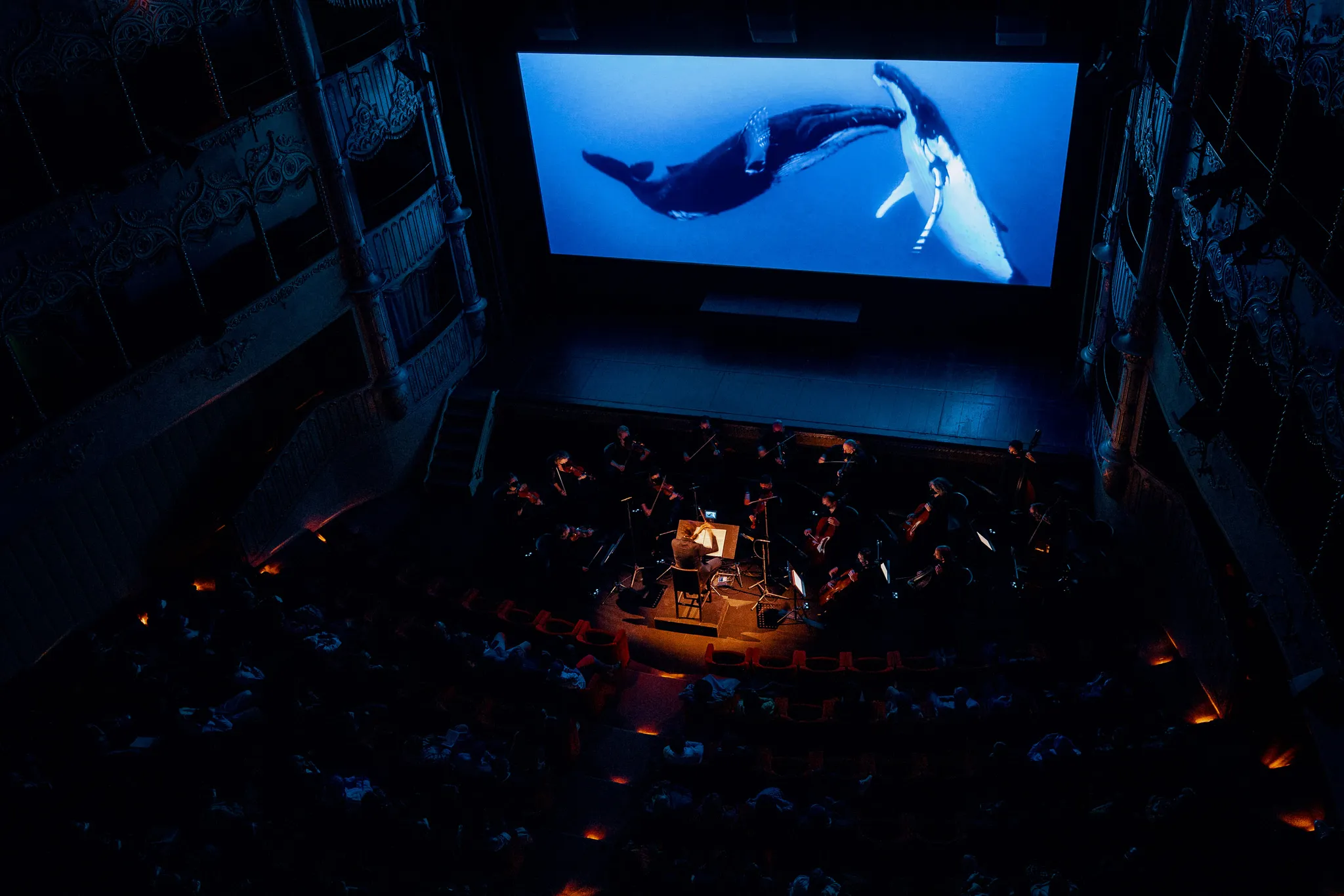 Projectie op een scherm van twee grote walvissen in blauw water met live orkest in een theaterzaal