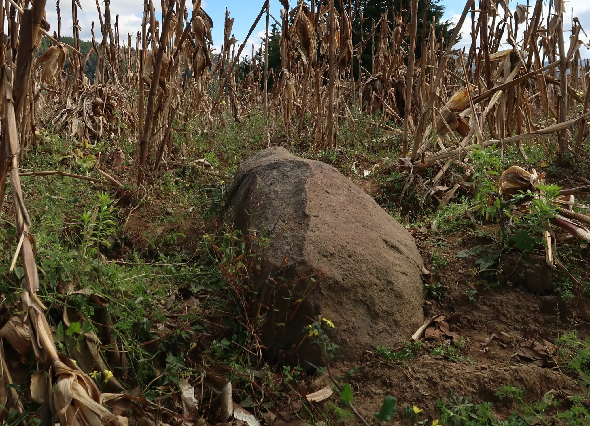A rock amidst a field of dry corn
